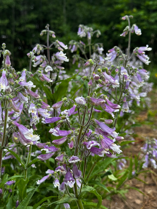 Hairy Beardtongue