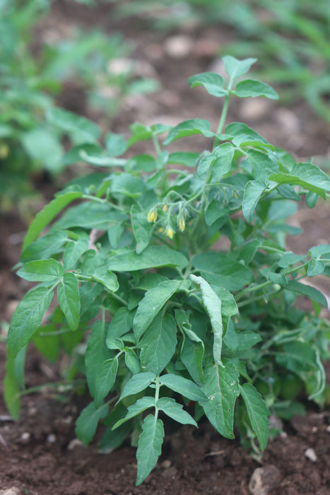 Hardin's Miniature Micro Tomato