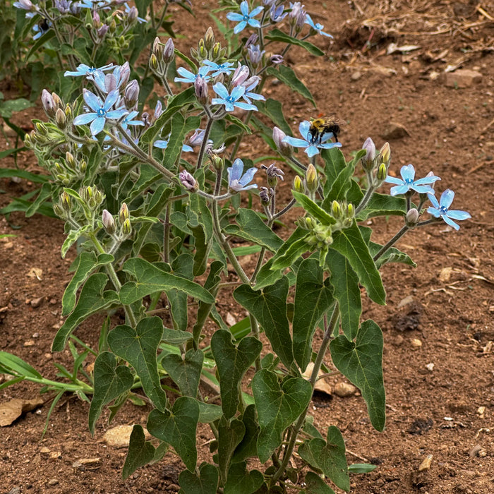 Heavenly Blue Tweedia