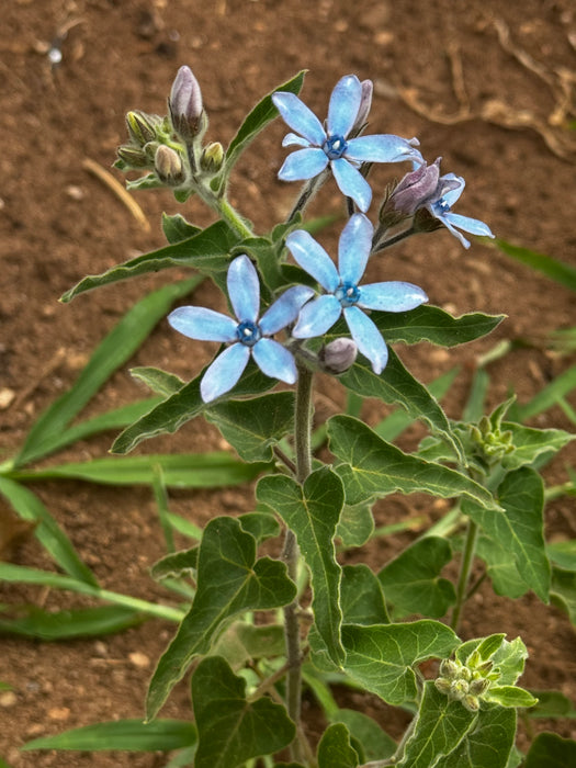 Heavenly Blue Tweedia