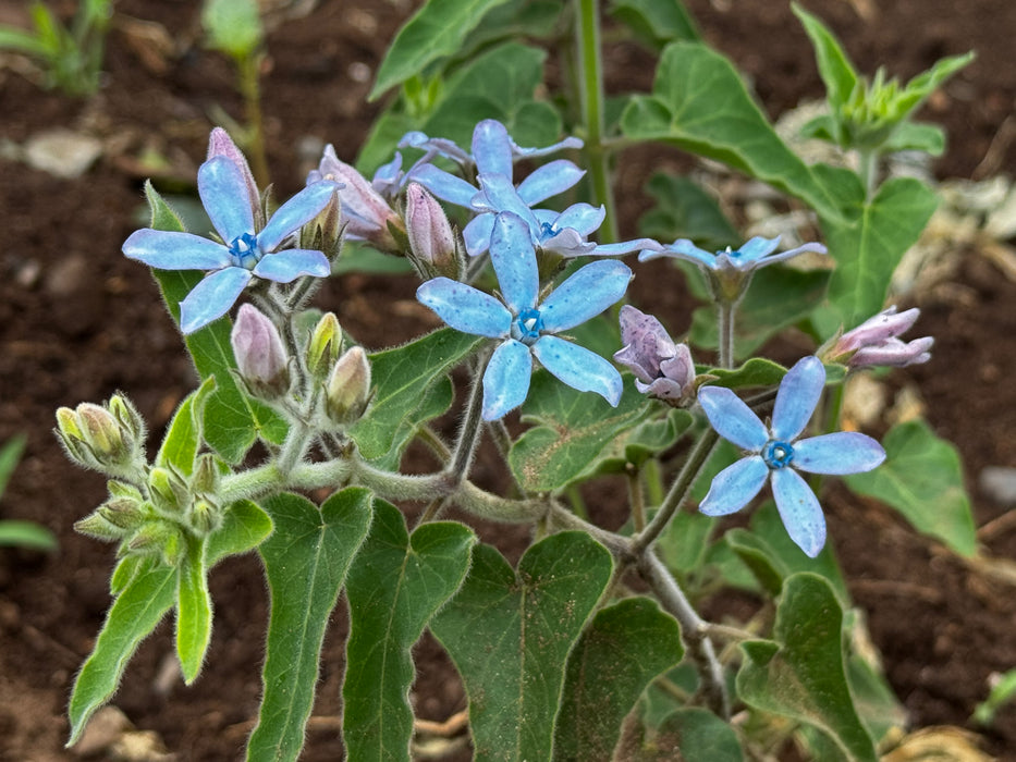 Heavenly Blue Tweedia
