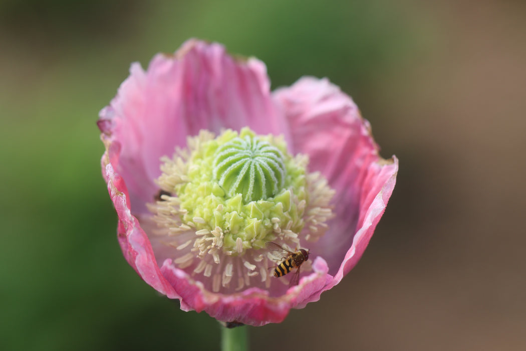 Hen and Chicks Poppy