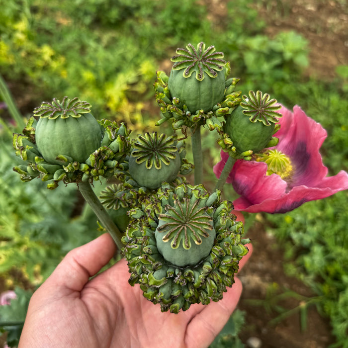 Hen and Chicks Poppy