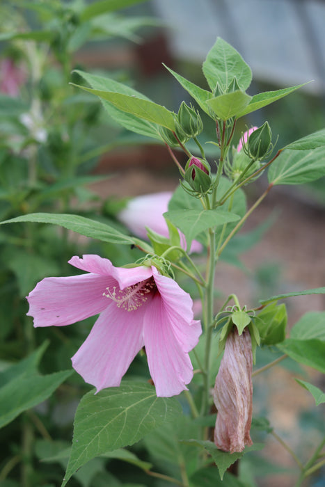 Disco Belle Hardy Hibiscus