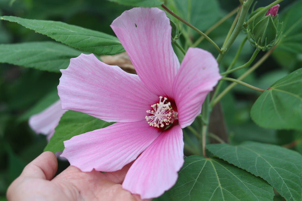 Disco Belle Hardy Hibiscus