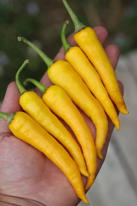 Ho Chi Minh Golden Cayenne Pepper