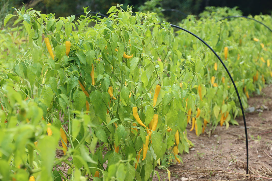 Ho Chi Minh Golden Cayenne Pepper