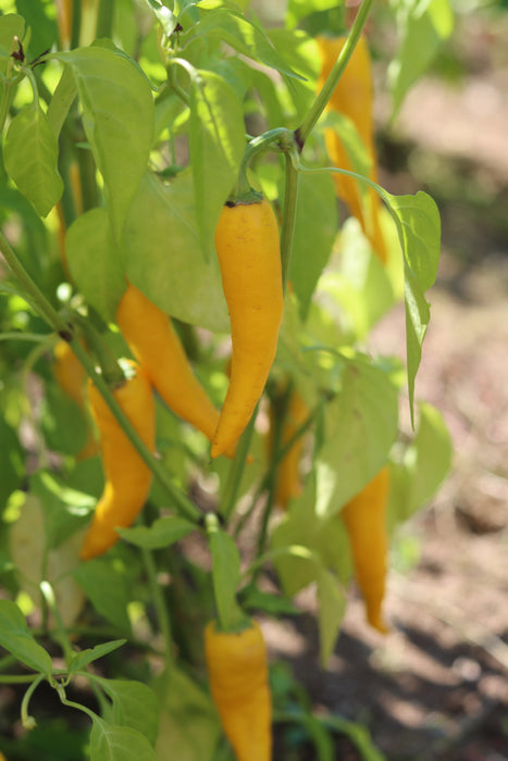 Ho Chi Minh Golden Cayenne Pepper