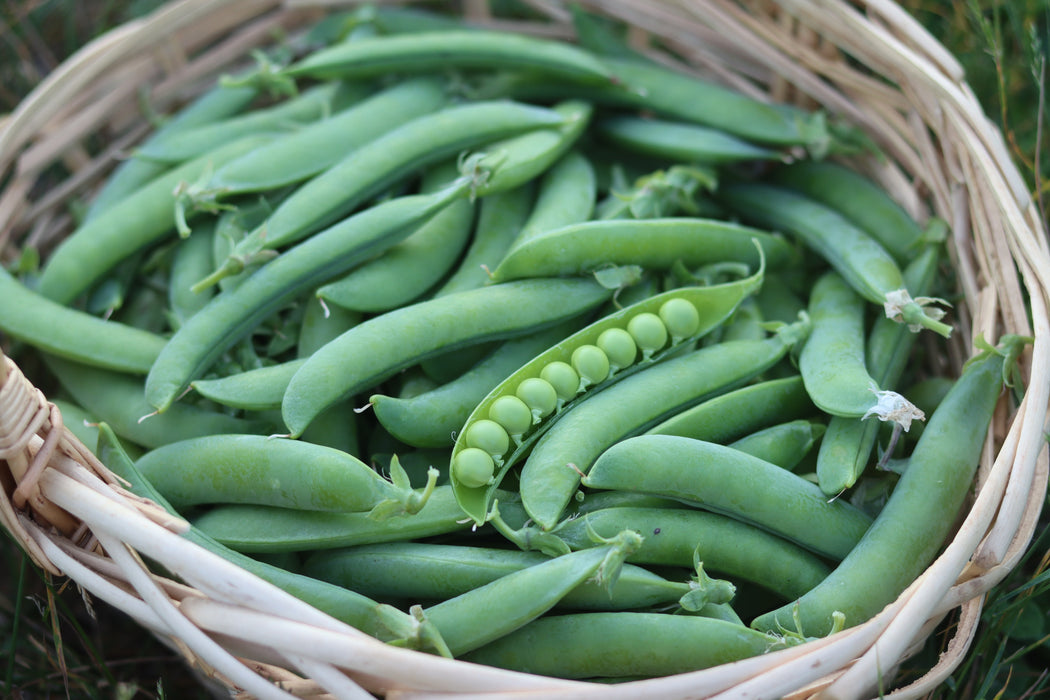 Homesteader Pea