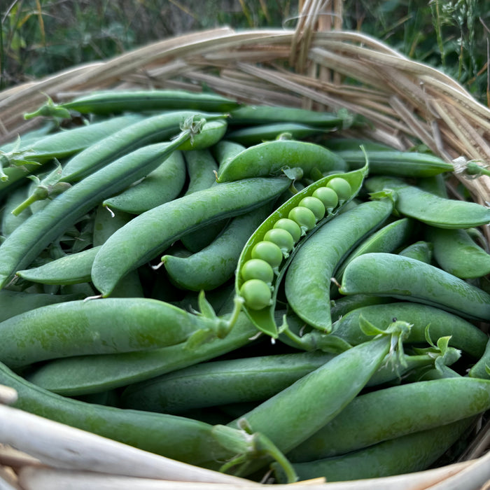 Homesteader Pea