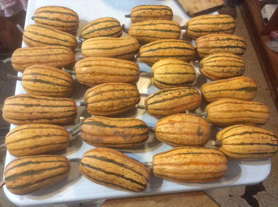 Honeyboat Delicata Squash