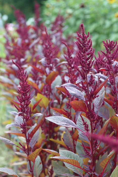 Hopi Red Dye Amaranth