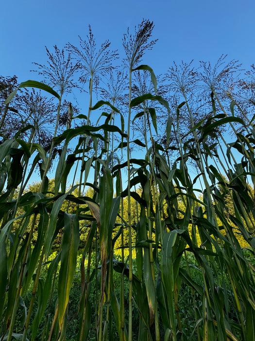 Black Hungarian Broomcorn