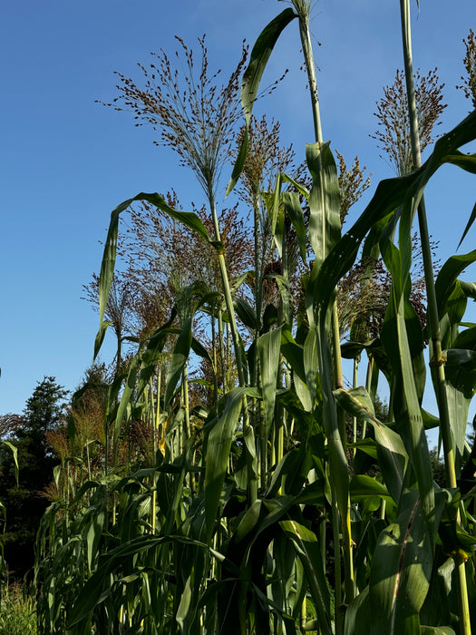 Black Hungarian Broomcorn