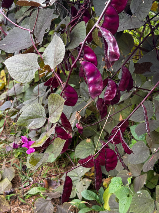 Ruby Moon Hyacinth Bean