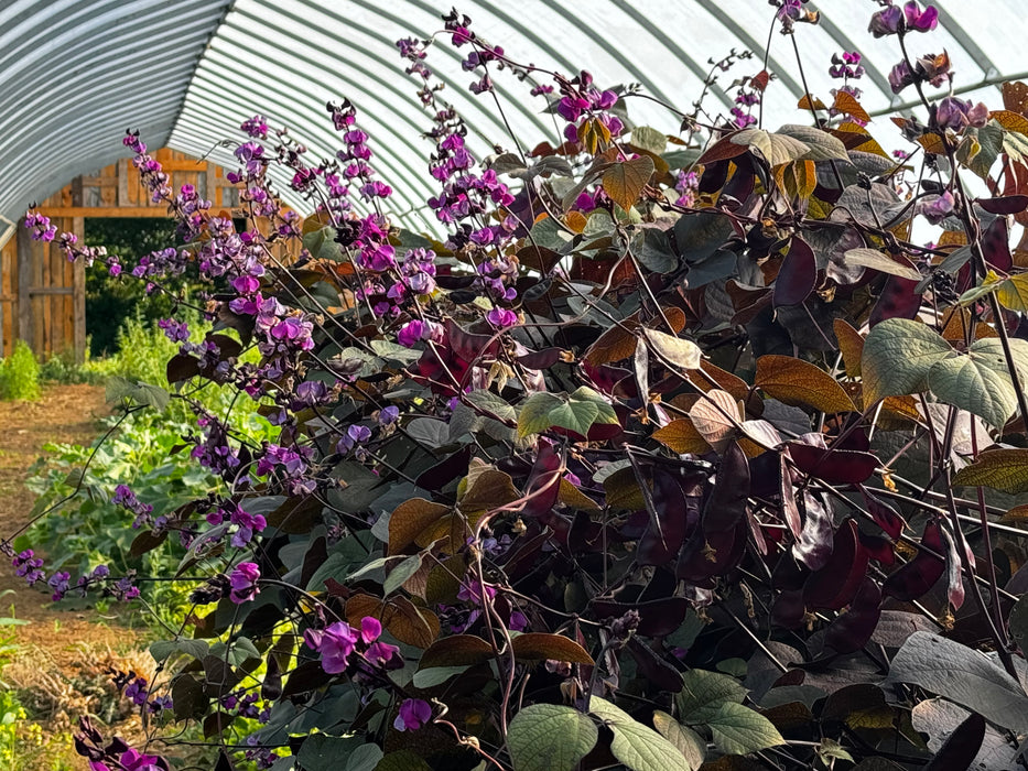 Ruby Moon Hyacinth Bean