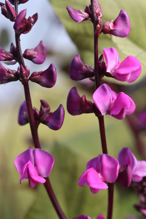 Ruby Moon Hyacinth Bean