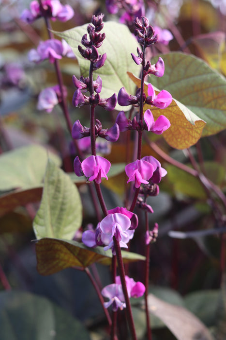 Ruby Moon Hyacinth Bean