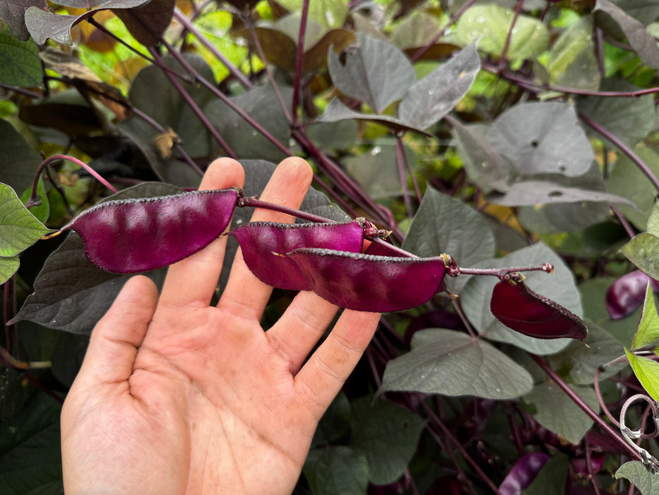 Ruby Moon Hyacinth Bean