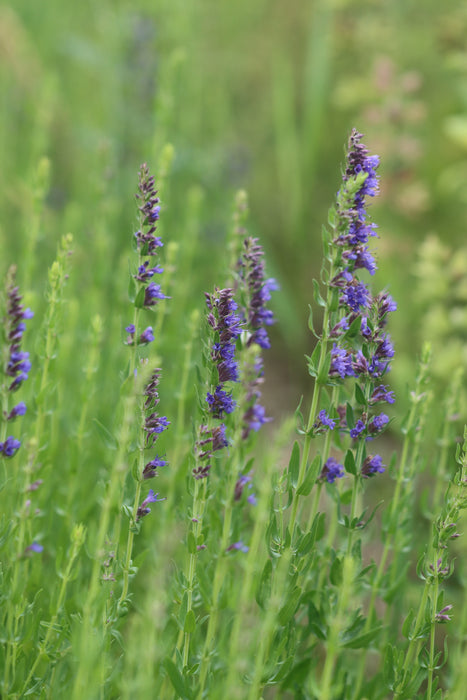 Hyssop