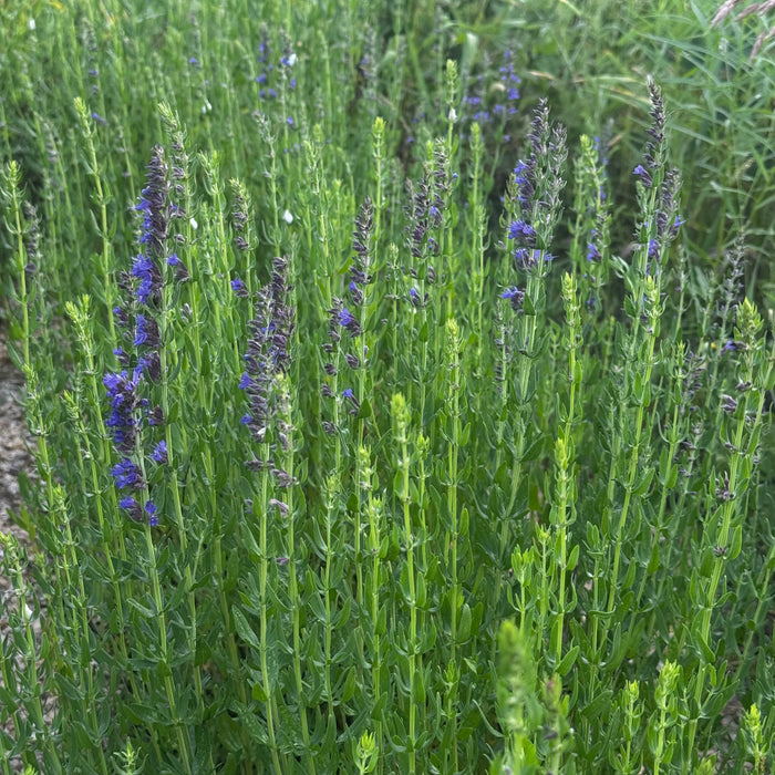 Hyssop