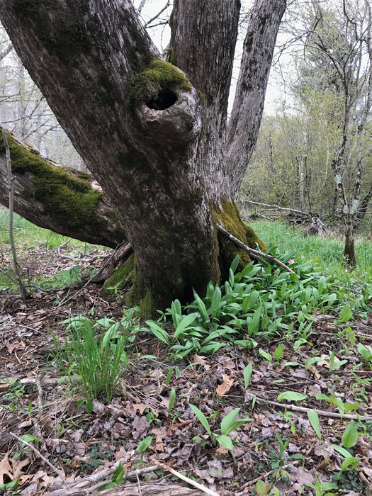 Wild Leeks