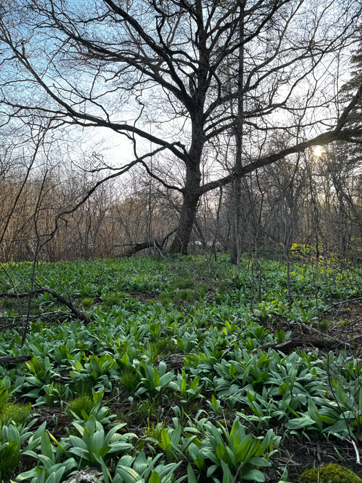 Wild Leeks