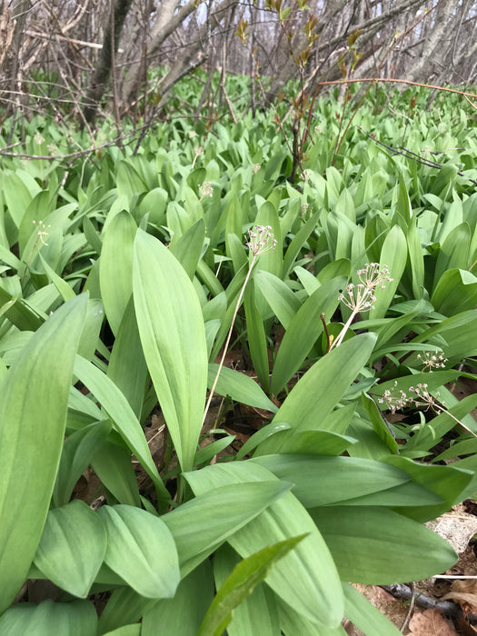 Wild Leeks