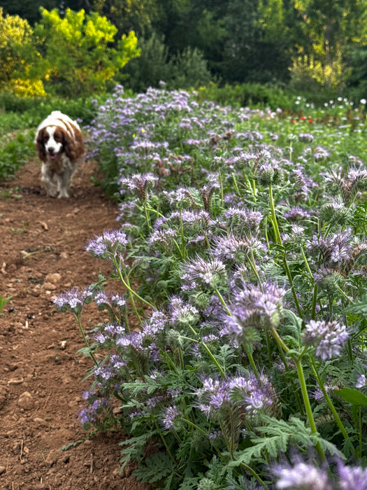 Phacelia
