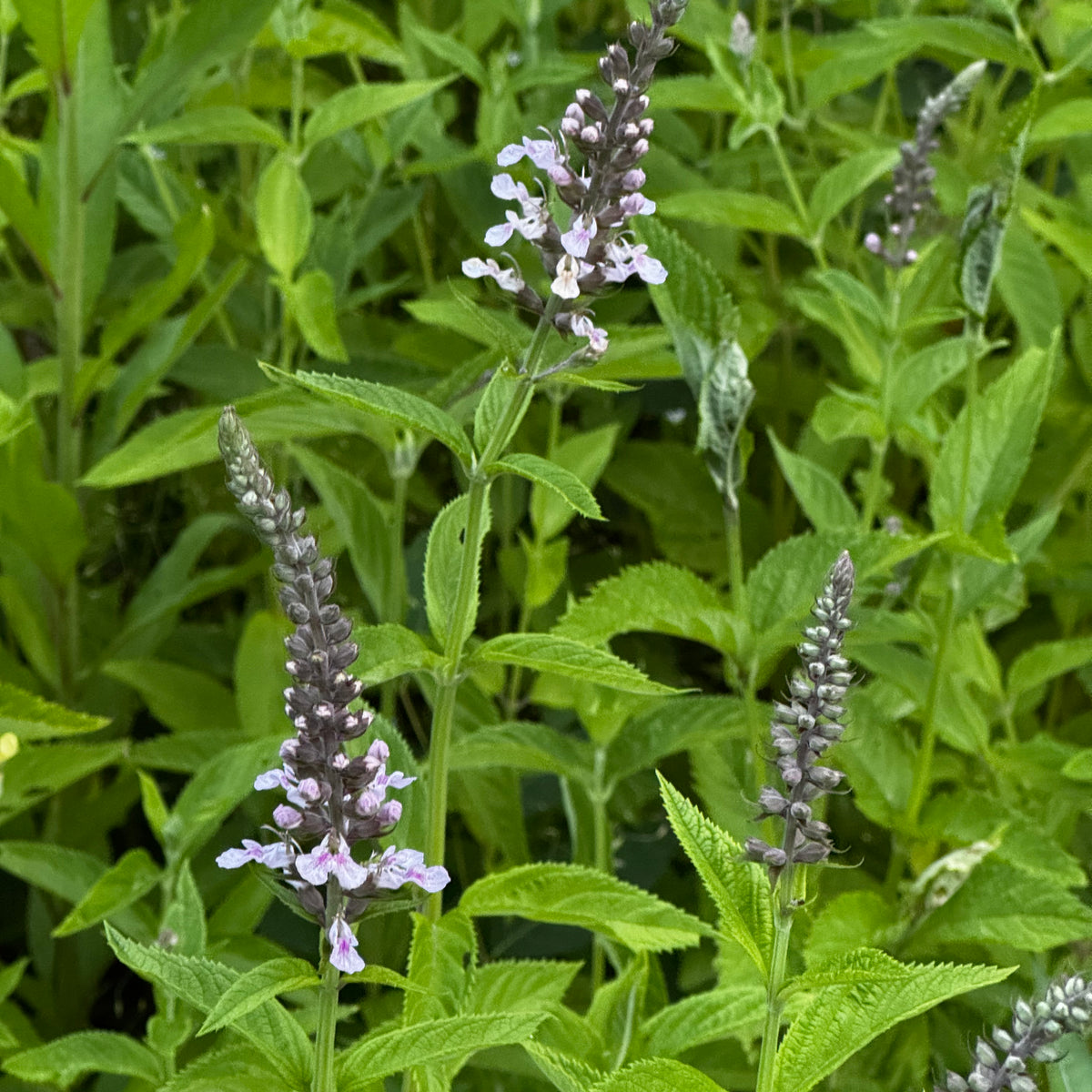 Canada Germander — Annapolis Seeds