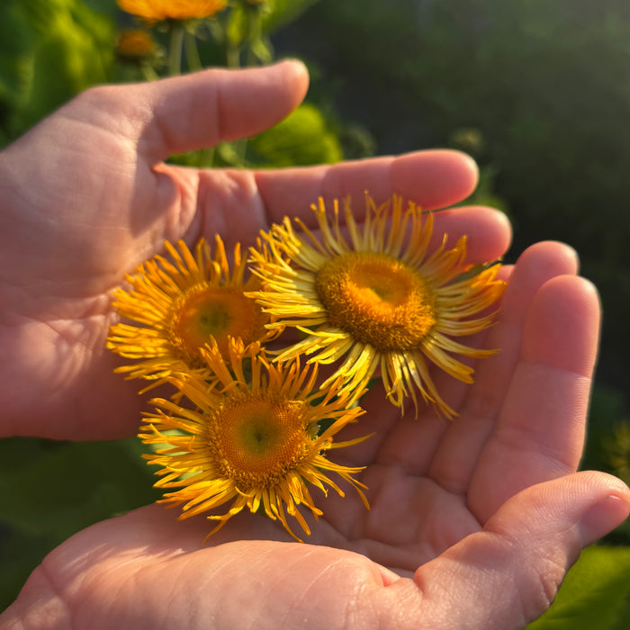 Magnificent Elecampane