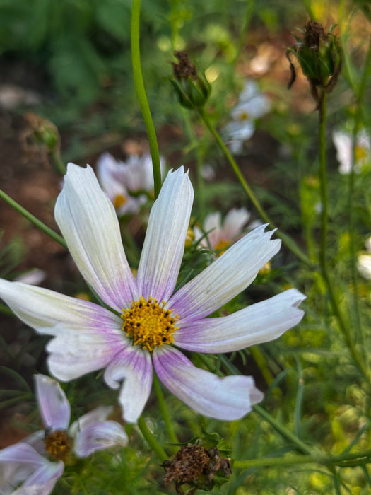 Apricot Lemonade Cosmos