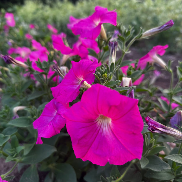 Rose of Heaven Petunia