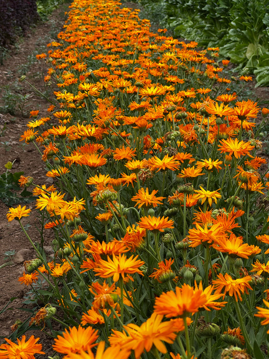 Kay's Orange Calendula