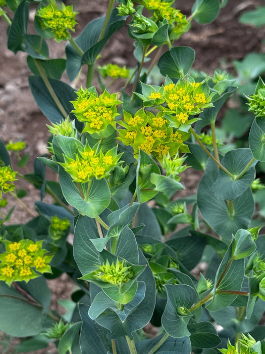 Bupleurum 'Garibaldi'