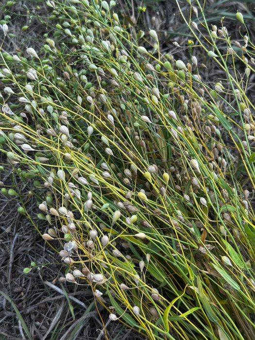 Camelina
