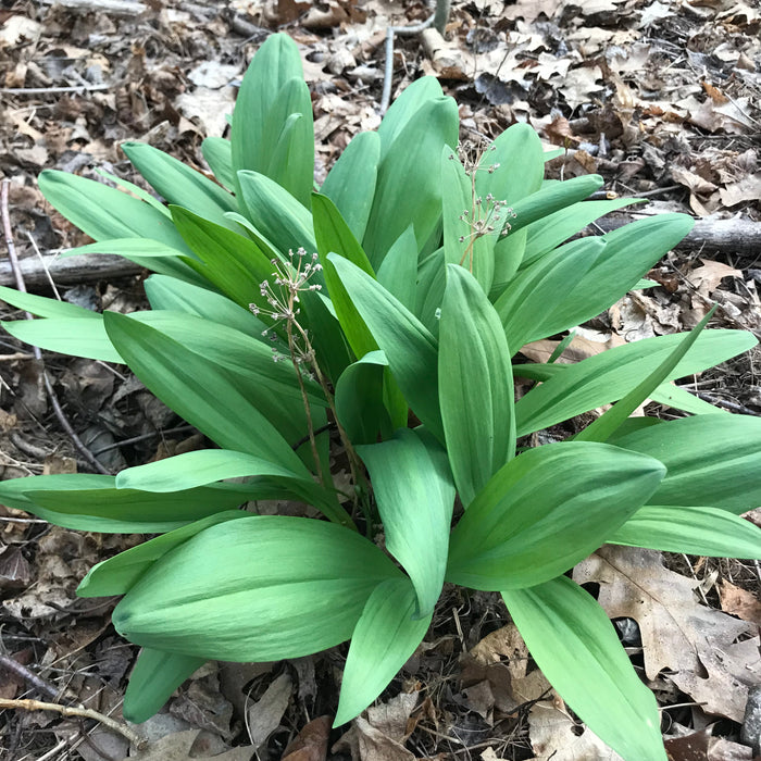 Wild Leeks