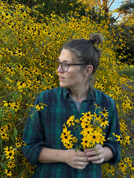 Rudbeckia triloba