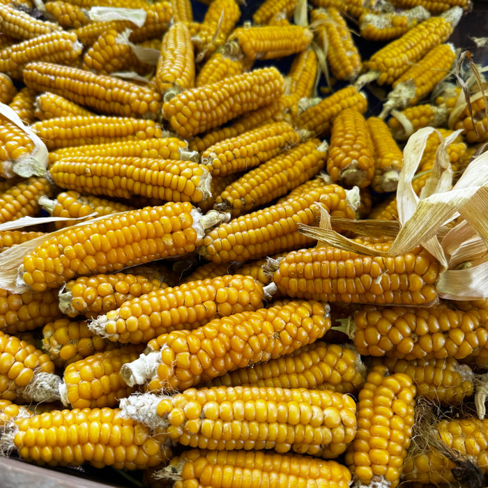 Gaspé Flint Corn