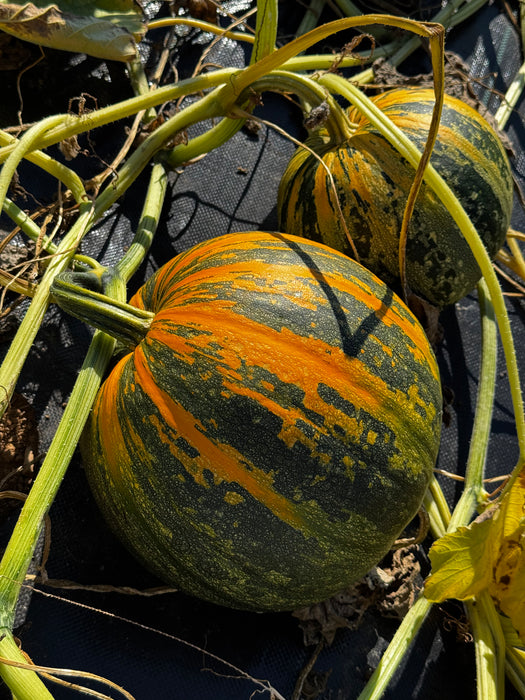 Lady Godiva Hulless Pumpkin