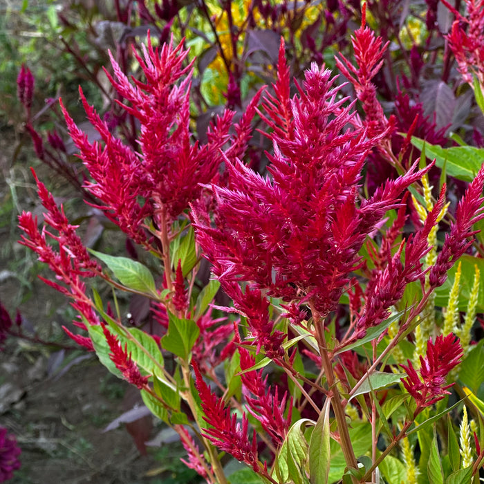 Pampas Plume Celosia
