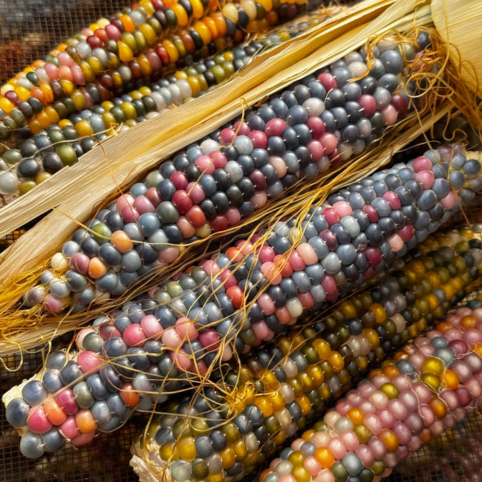 Glass Gem Corn