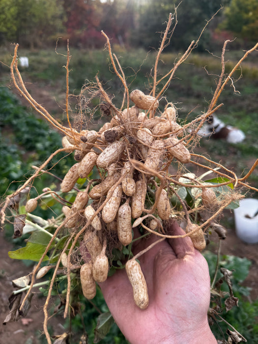 Annapolis Select Peanut