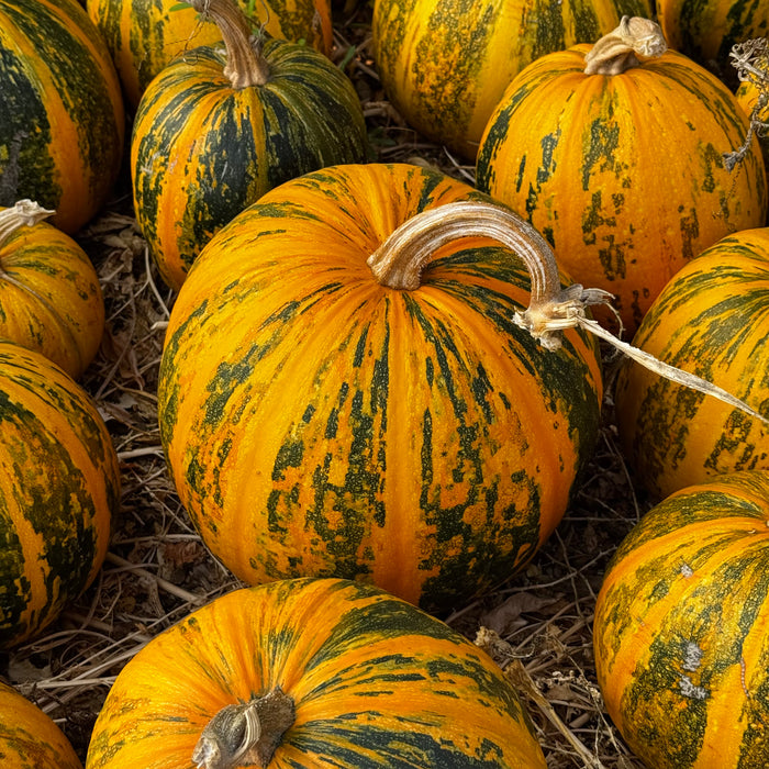 Lady Godiva Hulless Pumpkin