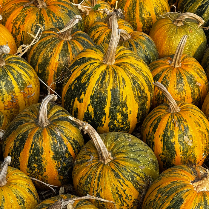 Lady Godiva Hulless Pumpkin