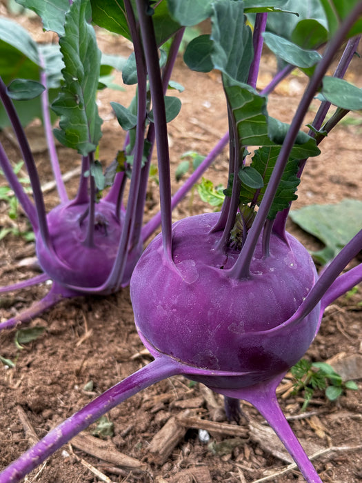 Azur Star Kohlrabi