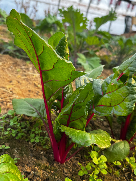 Flamingo Chard