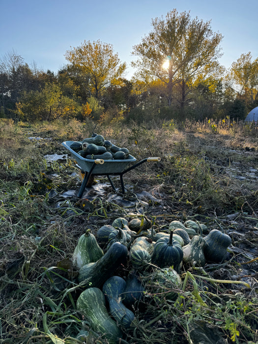 Guatemalan Green Ayote Squash