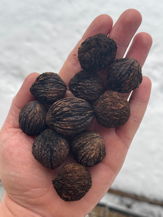 Black Walnut