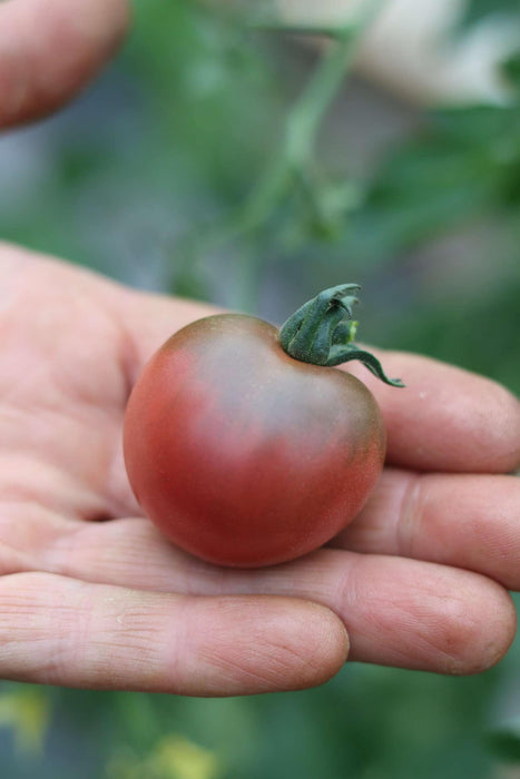 Rosella Cherry Tomato